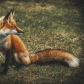 Fox Family