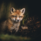 Fox Family