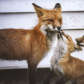Fox Family