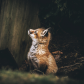 Fox Family