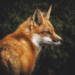 Fox Family