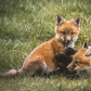 Fox Family