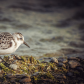 Waterbirds
