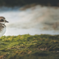 Waterbirds