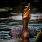 Waterbirds