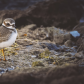 Waterbirds