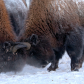 Wood Bison battle