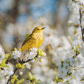 Springtime