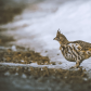 Residents of Algonquin