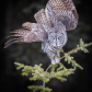 Spread Your Wings