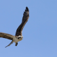 Fly By