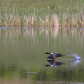 Water Skiing