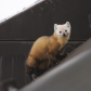 Dumpster diver