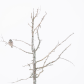 Perched in a tree