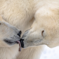 Arctic Love
