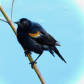 Red-winged Blackbird