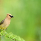 Cedar Waxwing