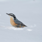 Red-breasted Nuthatch