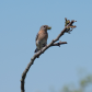 Bluebird With Insect