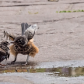 Confrontation