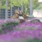 Flower Gladiators