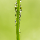 Hiding in the Rain (Damselfly)