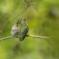Feeding of a Fledgling (Anna's Hummingbird)