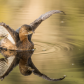 Pied-billed Grebe Wing Stretch