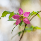 Salmonberry Blossom