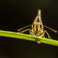 Arctic Skipper