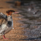 A merganser enjoying the morning sun