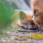Playful urban fox kits
