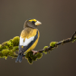 Evening Grosbeak
