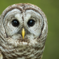 Barred Owl Portrait