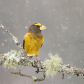 Evening Grosbeak in Flurries