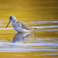 Sandpiper at sunrise