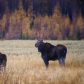 Fall moose