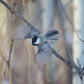 Chickadee in flight