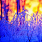 Hoar frost at sunrise