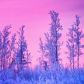 Pink and white poplar trees