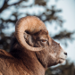 Rocky Mountain Sheep Enjoying the Afternoon