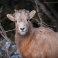 Rocky Mountain Sheep Enjoying the Afternoon