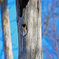 Sleepy Eastern Screech Owl