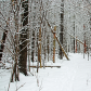 Cold And Crisp Winter Forest