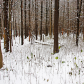 Dashes Of Green In Winter Forest