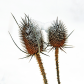 Winter Teasel