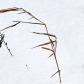 Winter Grass I
