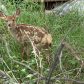 Foraging fawn
