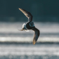 Dusk in Flight