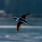 In Flight